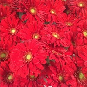 Meet your Posher, Hollie